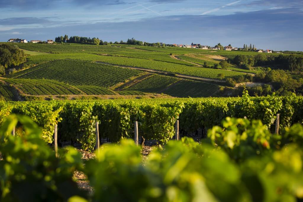 Balade œnologique dans le Village dans le vignoble de Chablis : Lignorelles
