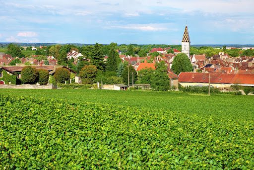 Vignes AOC des vins de Bourgogne